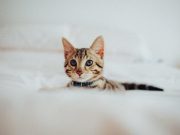 Факт. Как ухаживать за котенком: советы для новичков