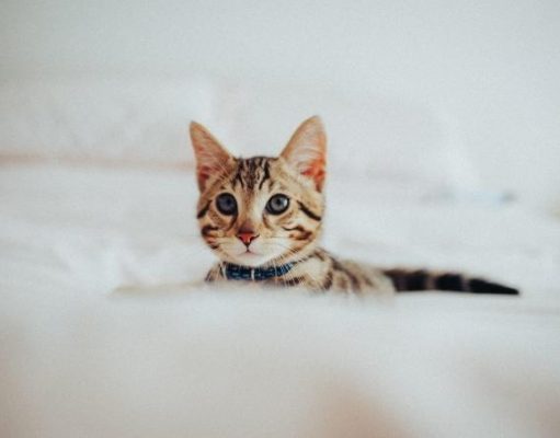 Факт. Как ухаживать за котенком: советы для новичков