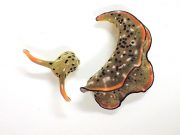 Японские ученые нашли морских слизней, которые отбрасывают голову и растят новое тело