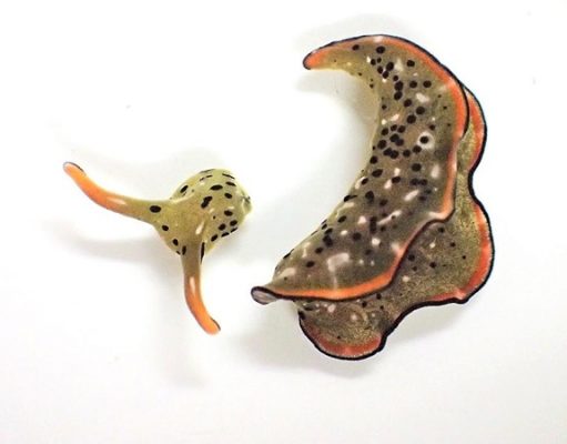 Японские ученые нашли морских слизней, которые отбрасывают голову и растят новое тело