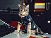 Киевские спасатели приютили котенка, назвали его в честь виски и присвоили звание майора