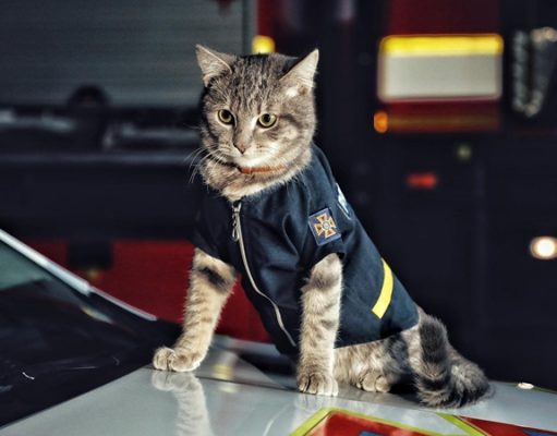 Киевские спасатели приютили котенка, назвали его в честь виски и присвоили звание майора