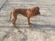 Днепрянин замаскировал собаку под маленького льва и разыграл горожан