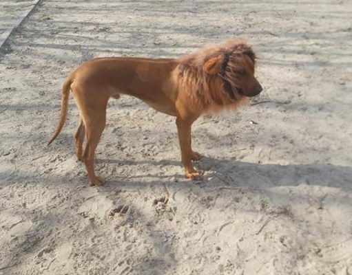 Днепрянин замаскировал собаку под маленького льва и разыграл горожан