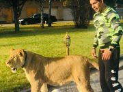 По следам депутатского льва: в Украине столько хищников, что можно заселить Азию и Африку