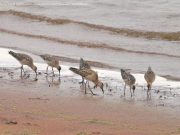 Стали убийцами и не занимаются сексом: как глобальное потепление влияет на птиц
