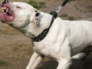 В Киеве стафф без намордника загрыз несколько собак: хозяина задержали. Видео 18+