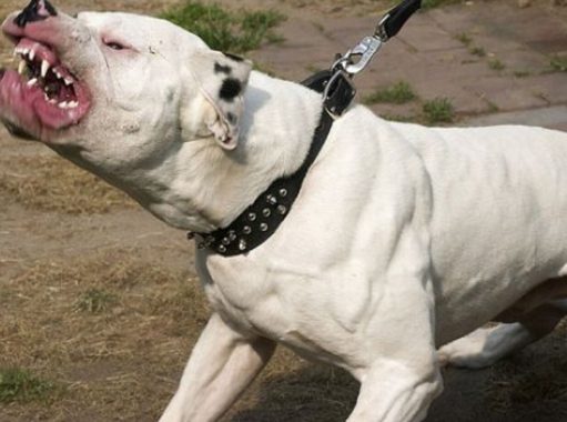 В Киеве стафф без намордника загрыз несколько собак: хозяина задержали. Видео 18+