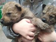 В одесском зоопарке волчица отказалась от новорожденных волчат, их выкармливают сотрудники