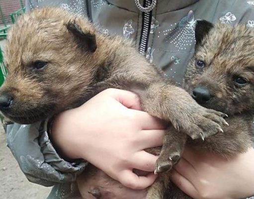 В одесском зоопарке волчица отказалась от новорожденных волчат, их выкармливают сотрудники