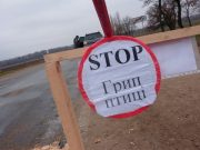 В Польше – эпидемия птичьего гриппа. Власти уничтожат более 6 миллионов кур, гусей и уток