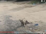 Звездой YouTube стала собака из Камбоджи, которая притворилась немощной