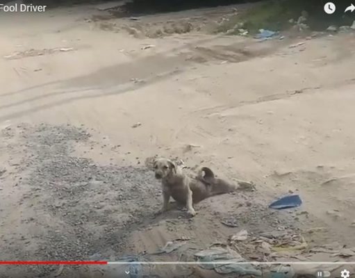 Звездой YouTube стала собака из Камбоджи, которая притворилась немощной