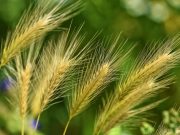 30 мая: праздник, приметы и именинники