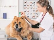 5 простых вопросов как защитить собаку от клещей