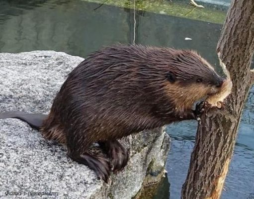 Бобры-беженцы из Польши грозят Украине экологической катастрофой