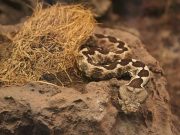 У ребенка из Запорожской области от укуса змеи начался некроз