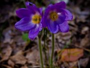 В Чернобыле нашли редкие растения