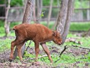 В харьковском Экопарке показали новорожденного бизона