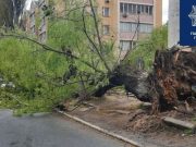 В Киеве ветер сломал деревья и повалил заборы. Фото непогоды