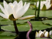 12 июня: праздники, приметы на Змеиный праздник и именинники