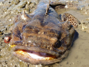 Лодки испортили личную жизнь болтливым самцам рыбожаб