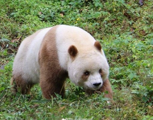 В Шэньси показали единственную в мире коричневую панду, живущую в неволе