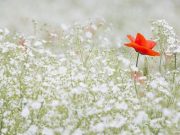 24 июля: праздники, приметы на Ольгу Страдницу и именинники