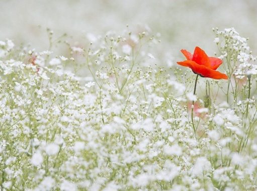 24 июля: праздники, приметы на Ольгу Страдницу и именинники