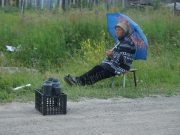 Черничные войны на Житомирщине: чтобы выгнать чужих собирателей, люди пробивают им колеса