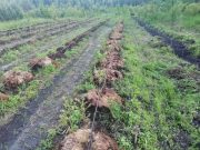 Климатический эксперимент: на севере Украины ученые посадили хурму и фундук