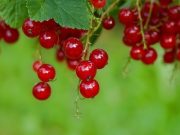 Красная смородина: калорийность, польза и вред