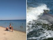 На одесском пляже дельфины плавали в метре от людей. Видео