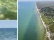 Нашествие медуз и дельфины на побережье: турист показал особенности отдыха в курортном Приморском 2021