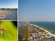 Не медузы и блохи: отдыхающих на Азовском море настигла новая напасть