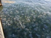 Почему медузы и блохи заполонили наше Черное море