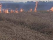 Под Одессой из-за удара молнии сгорело пшеничное поле. Фото
