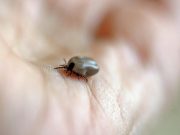 Сотрудник Института зоологии Игорь Небогаткин: Клещ мог заползти в рот женщины, когда она спала