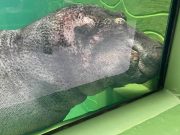 В зоопарке XII месяцев показали безумную радость бегемота, которого пустили в бассейн