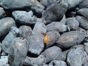 Жимолость: польза и вред для здоровья мужчин и женщин