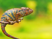 Этот робот меняет цвет, как хамелеон, чтобы слиться с окружающей средой