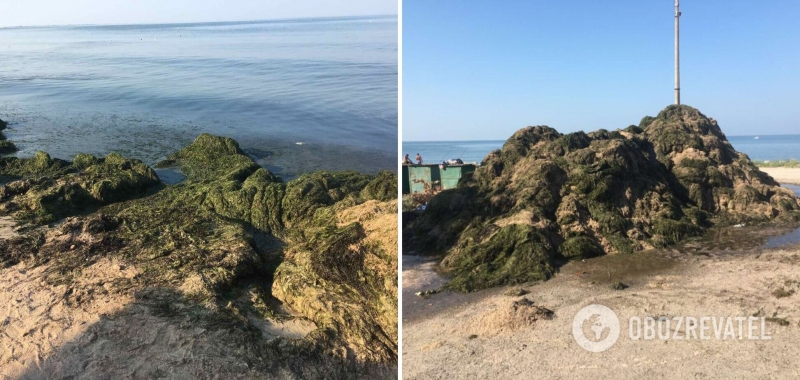 В курортном Бердянске пляжи ''утопают'' в водорослях, к их расчистке привлекли бульдозеры. Фото и видео