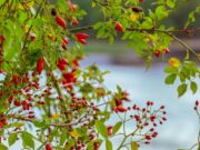 1 октября: какой праздник, что нельзя делать, приметы и именинники