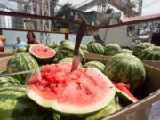 Бахчевод из Херсона: Урожай арбузов мы уничтожили. Теперь остались голые-босые