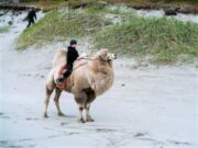 Международный фестиваль документального кино «Флаэртиана» пройдет в Перми