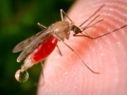 Украинские комары научились заражать лихорадкой Западного Нила
