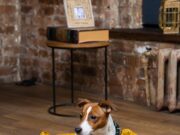 Лежаки для животных: как выбрать удобное место для сна любимому питомцу?