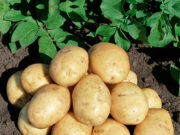 Особенности выбора семенного картофеля: правила посадки