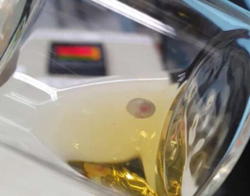 В Китае разработана система выращивания эмбрионов под контролем искусственного интеллекта