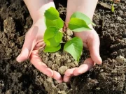 Как хранить овощи и садовые саженцы под снегом